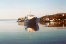 557: Red Island. The fish collector, with Leonard Mulrooney's 'Red Island Rose' in the background. (2002)  [courtesy of Madonna (Bishop) Mulrooney]